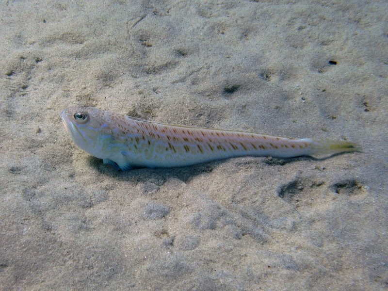 Trachinus draco (Linneo, 1758)
